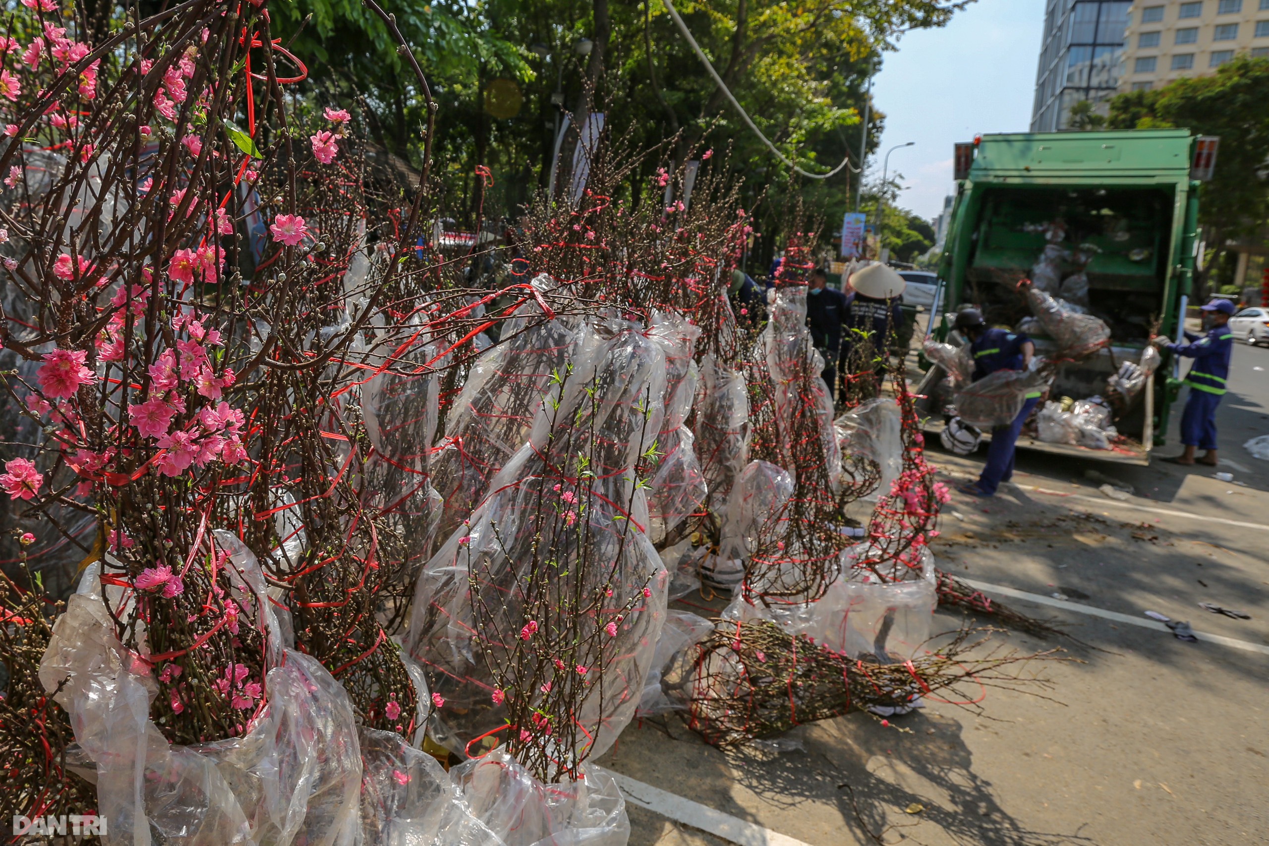 Thương lái đẫm nước mắt nhìn cảnh hàng nghìn chậu hoa Tết chuyển lên xe rác - 9 Thương lái đẫm nước mắt nhìn cảnh hàng nghìn chậu hoa Tết chuyển lên xe rác - 9