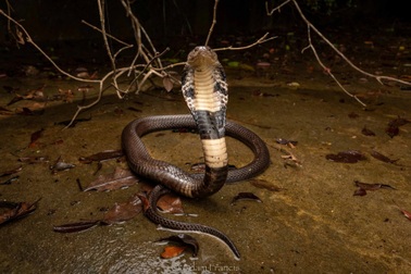 Đầu năm tỵ tản mạn chuyện rắn