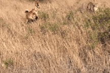Biết không thoát, linh dương có hành động khiến báo đốm "sững người"