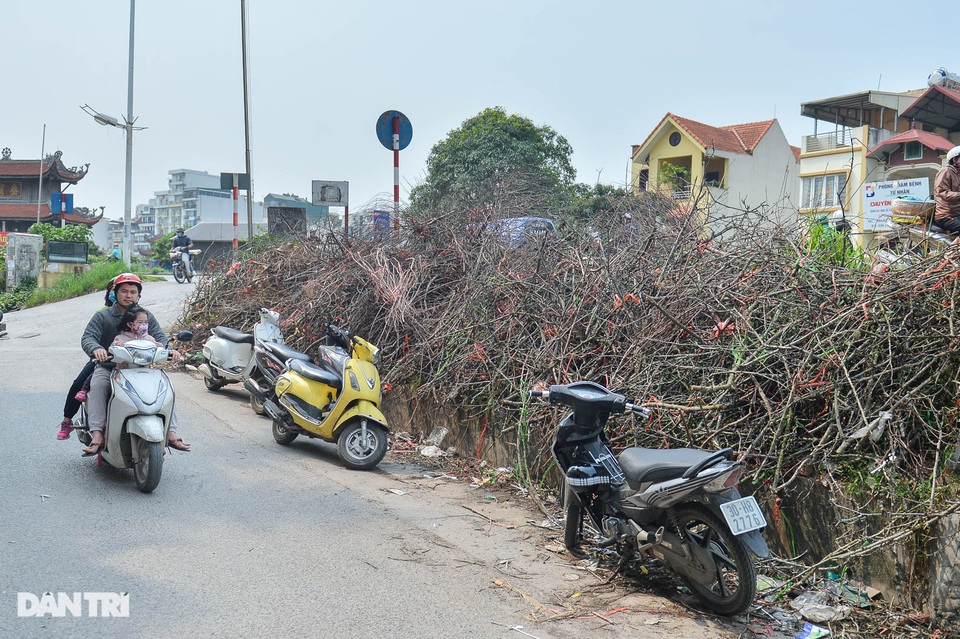 Cành hoa lê giá cả triệu đồng, hết sốt trở thành củi khô - 1
