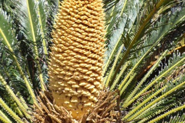 Háo hức đi xem cây thiên tuế nở hoa