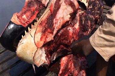 Rùng mình trước cảnh cá voi bị xẻ thịt công khai và bàn bán