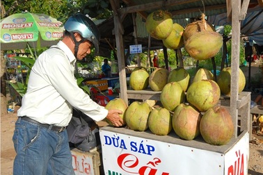 Sát Tết, giá dừa sáp từ 200.000 - 250.000 đồng/trái