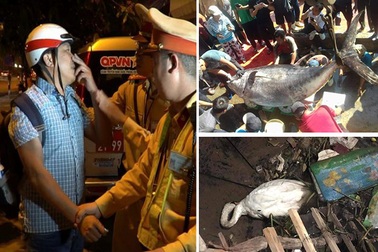 Thiên nga ngất xỉu vì nắng nóng, tài xế say xỉn vờ... câm khi gặp cảnh sát