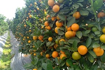 Vựa quất cảnh xứ Thanh "cháy" hàng trước Tết