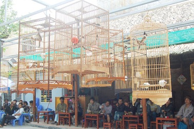 Ngẩn ngơ cà phê… chim