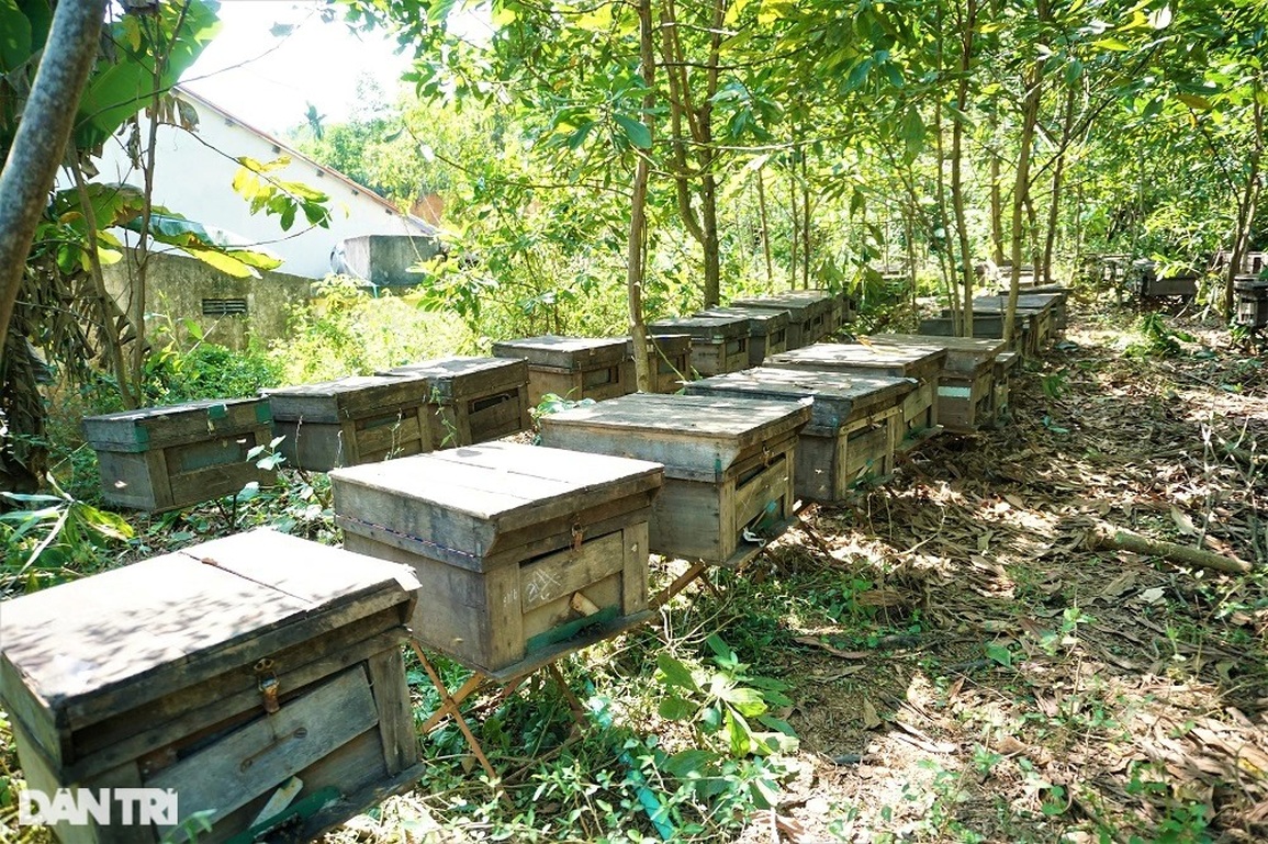 Kiếm bộn tiền từ... tình yêu với loài vo ve - 7 Kiếm bộn tiền từ... tình yêu với loài vo ve - 7