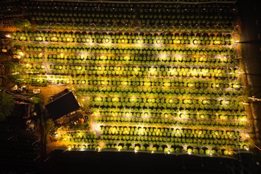 Làng hoa Đà Nẵng chong đèn sáng choang bắt hoa "thức" chờ Tết