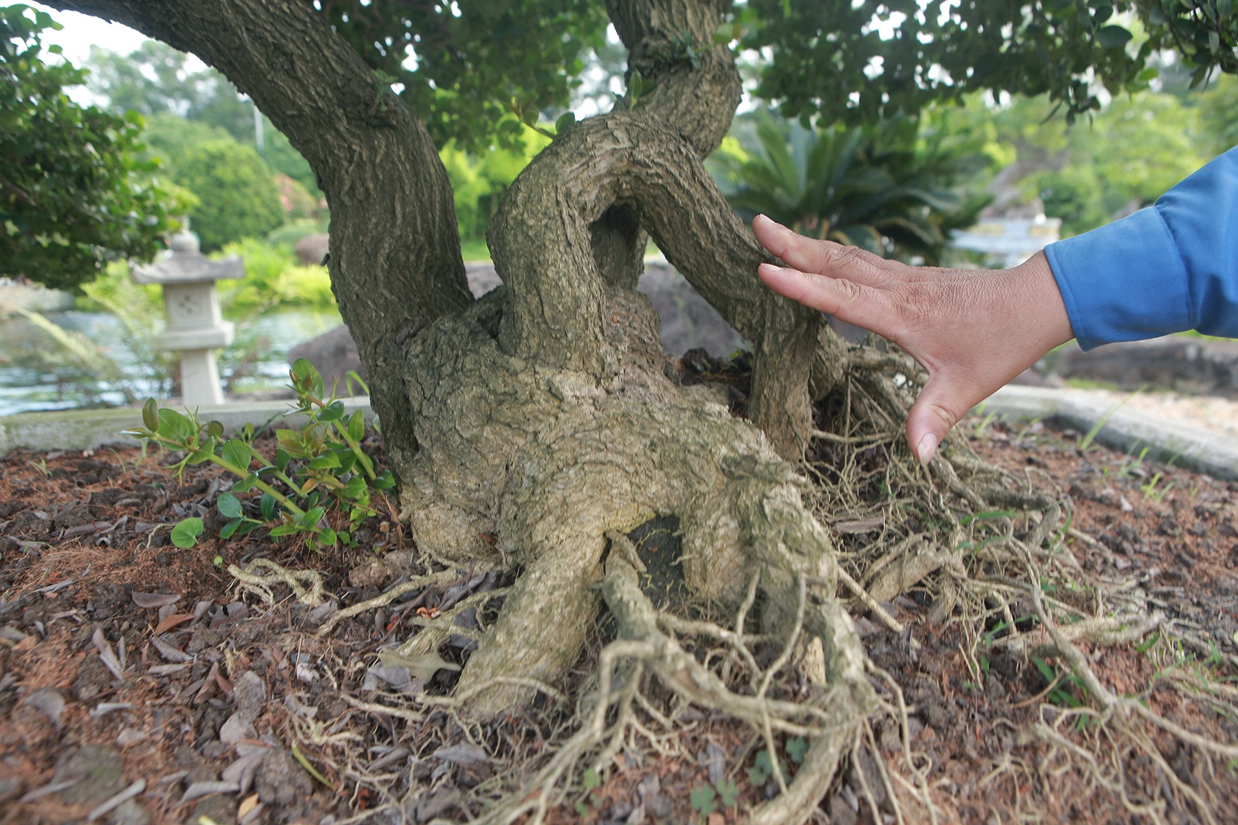 Dàn sơ ri bonsai cổ thụ, trĩu quả giá tiền tỷ của “tướng cướp hoàn ...