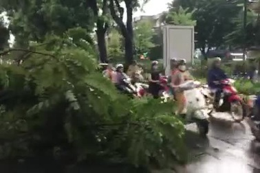 Cây xanh đổ sau trận giông lớn ở Hà Nội