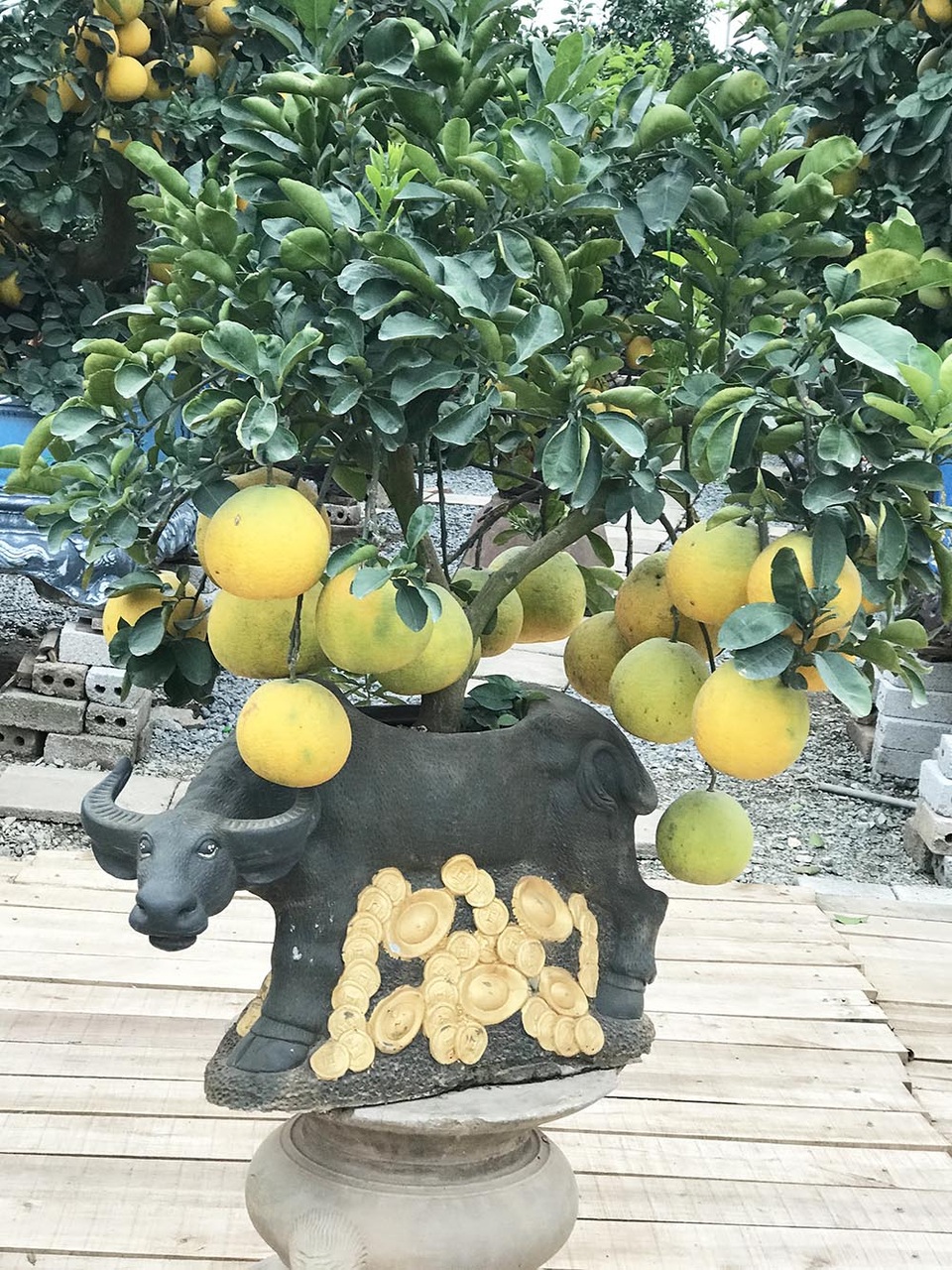 Đeo lúc lỉu 300 quả trên cây: Bưởi cảnh khổng lồ hét giá 100 triệu đồng - 5 Đeo lúc lỉu 300 quả trên cây: Bưởi cảnh khổng lồ hét giá 100 triệu đồng - 5