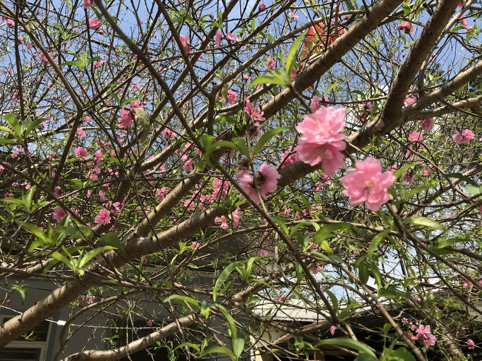 Thảng thốt khi mẹ vay nóng 30 triệu đồng để con ...khoe mẽ ngày Tết - 2 Thảng thốt khi mẹ vay nóng 30 triệu đồng để con ...khoe mẽ ngày Tết - 2