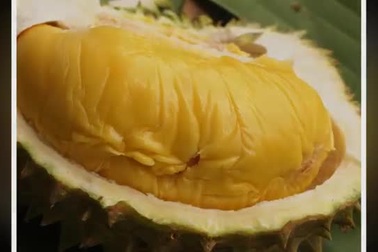 Sầu riêng “Nữ hoàng” có giá 23 triệu đồng/quả