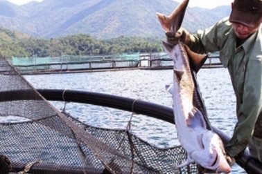 800 kg cá tầm Trung Quốc lén lút tuồn lậu vào Việt Nam