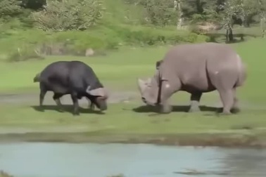Trâu rừng liều lĩnh đối đầu tê giác và cái kết