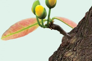 Chuyện... bỗng trỗi dậy hồi xuân, bừng bừng