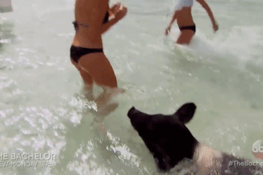 Đàn lợn nổi tiếng "tấn công" dàn mỹ nhân xinh đẹp