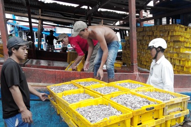 Phú Quốc chỉ cho phép tồn tại nước mắm sản xuất theo cách truyền thống