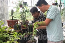 Nhận "trái đắng" vì muốn giàu nhanh từ những giao dịch lan đột biến