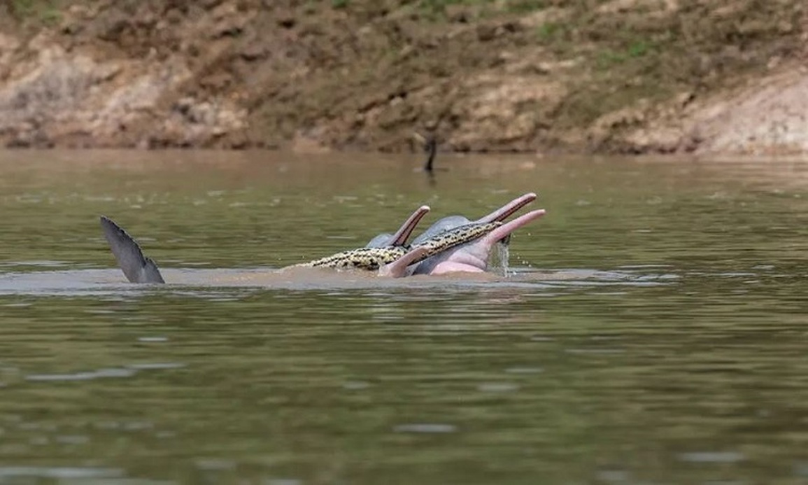 Bất ngờ khi cá heo chơi đùa cùng trăn Anaconda - 1 Bất ngờ khi cá heo chơi đùa cùng trăn Anaconda - 1
