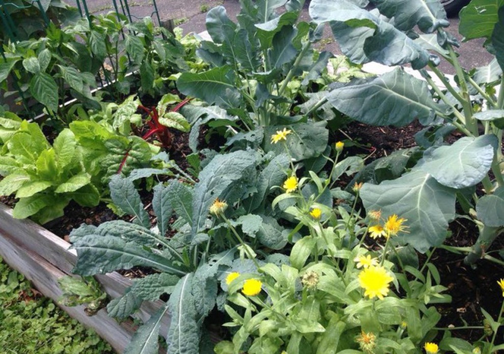 Nữ giáo viên nghỉ việc, làm vườn rau trái sạch chữa bệnh cho gia đình - 2 Nữ giáo viên nghỉ việc, làm vườn rau trái sạch chữa bệnh cho gia đình - 2