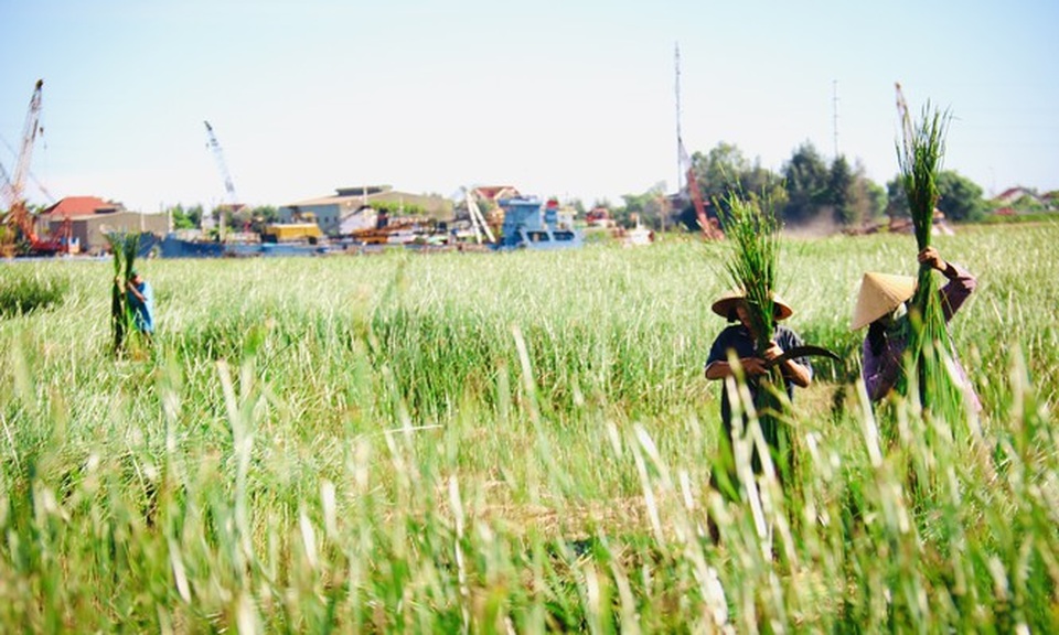 Vẻ đẹp thôn quê bình dị mùa thu hoạch cói ở ốc đảo Hồng Lam - 1