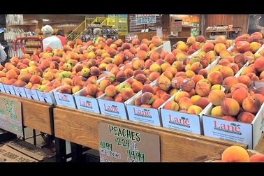 Đào Georgia được mùa