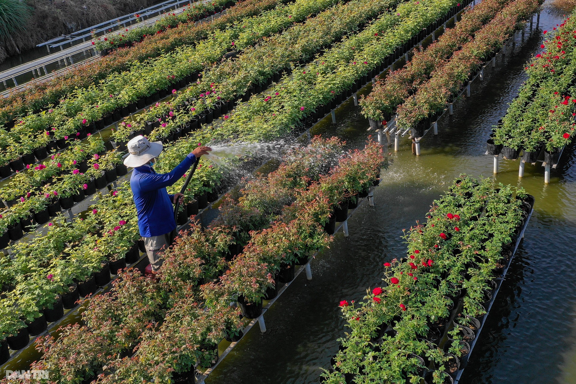 Làng hoa lớn nhất miền Tây vào vụ Tết - 12