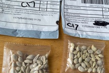 Bắc Kinh lên tiếng vụ người Mỹ nhận được hạt giống bí ẩn từ Trung Quốc