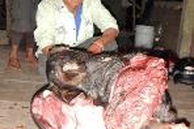 Quảng Bình: Tóm "sơn tặc" dùng chó săn lùng bắt động vật quý