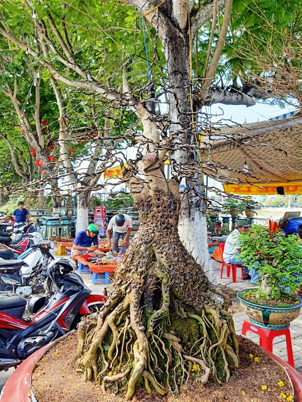 Độc lạ cặp mai vàng nổi vảy rồng giá 700 triệu đồng - 4 Độc lạ cặp mai vàng nổi vảy rồng giá 700 triệu đồng - 4