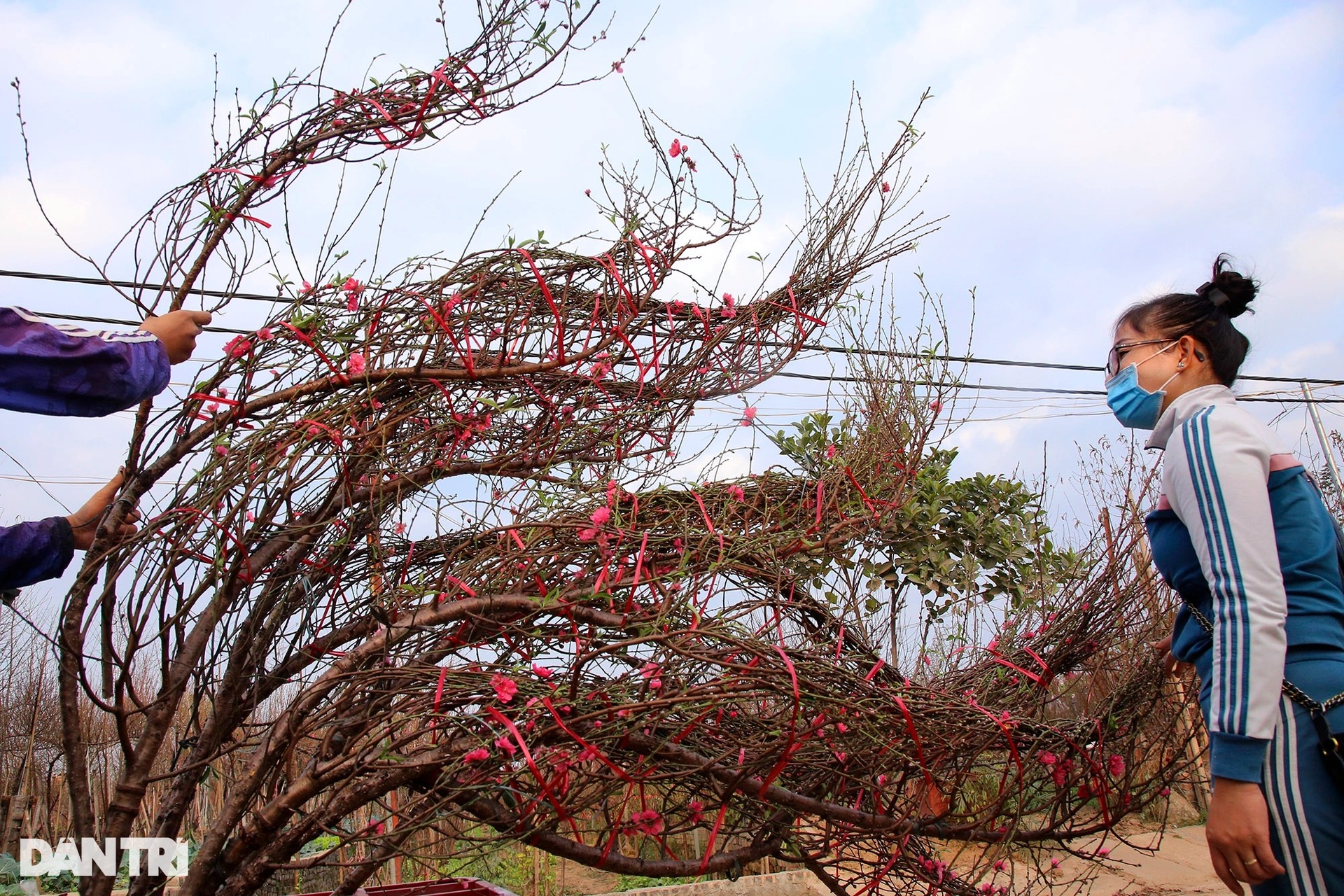 Nhật Tân rực sắc hoa đào đón Tết Nhâm Dần - 5