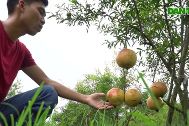Trồng lựu Peru trái to, da đỏ như son cực đẹp 8X thu lãi tiền tỷ