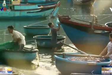 Độc đáo nghề lưới cá thu ở vịnh Vĩnh Hy