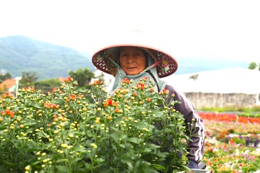 Hoa tiêu thụ chậm, nhà vườn sợ... Tết