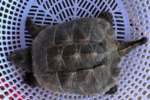 Rùa cá sấu hiếm gặp lần đầu xuất hiện ở đầm Thị Nại