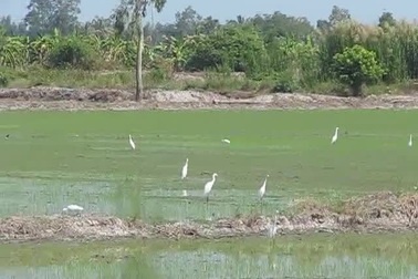 Video: Cò trắng yên bình trên đồng quê