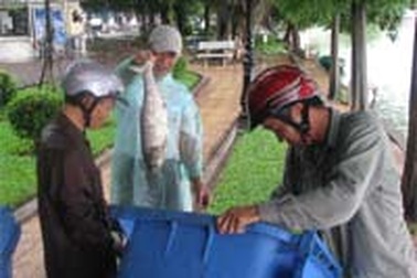 Hà Nội: Cá chết trắng hồ Hoàn Kiếm
