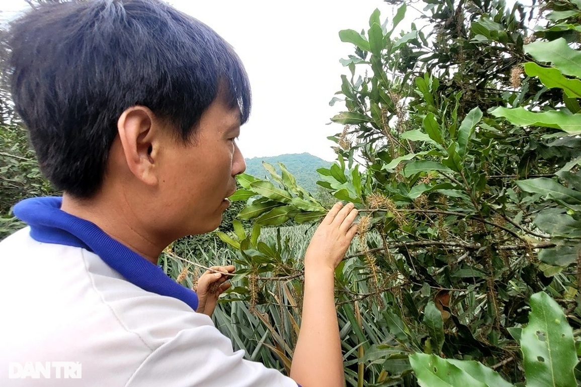 Nín thở sau gần 10 năm trồng loại cây tỷ đô - 7 Nín thở sau gần 10 năm trồng loại cây tỷ đô - 7