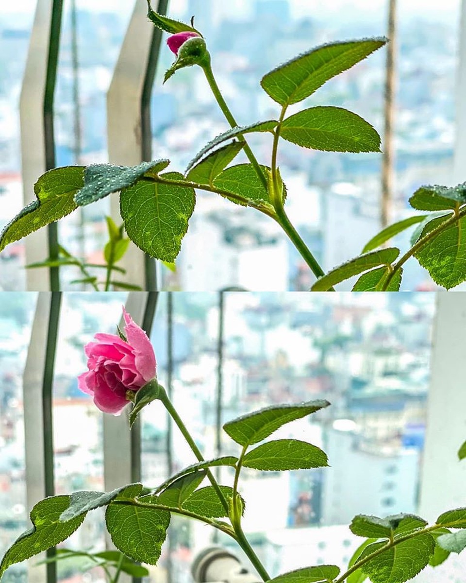 Mê mẩn khu vườn ngập tràn hoa lá của Khánh Thi, Duy Nam, Mai Ngọc - 23 Mê mẩn khu vườn ngập tràn hoa lá của Khánh Thi, Duy Nam, Mai Ngọc - 23