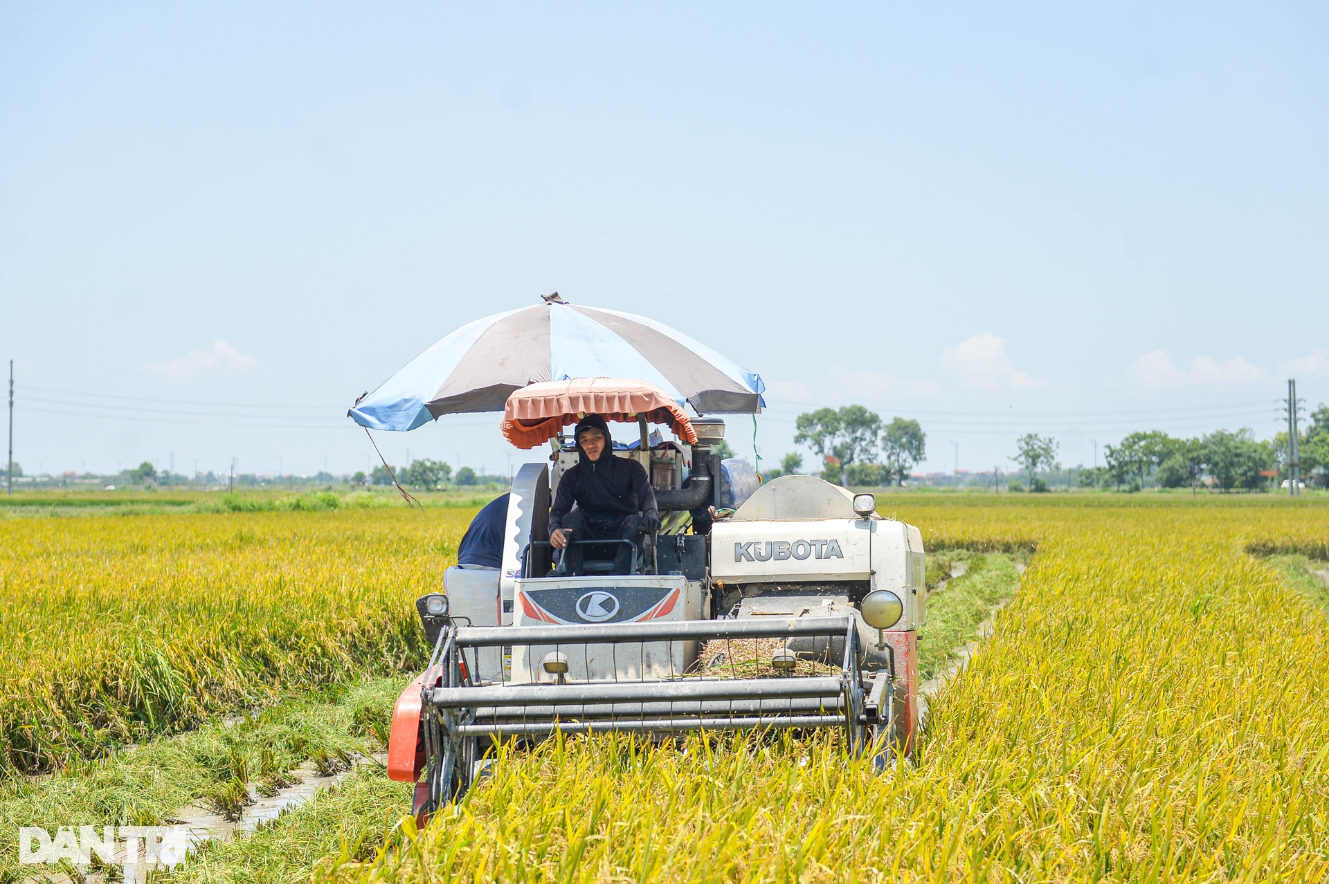 Hà Nội: Đội nắng gặt lúa thông trưa, chủ máy đút túi 5 triệu mỗi ngày - 3 Hà Nội: Đội nắng gặt lúa thông trưa, chủ máy đút túi 5 triệu mỗi ngày - 3