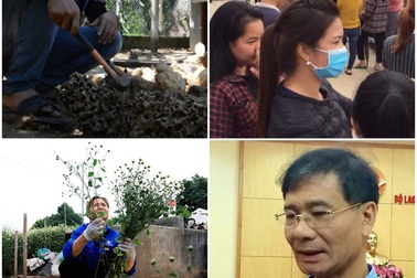 Kiếm chục triệu đồng/ngày từ cúc hoạ mi, tạo thêm 60.000 việc làm từ các FTA