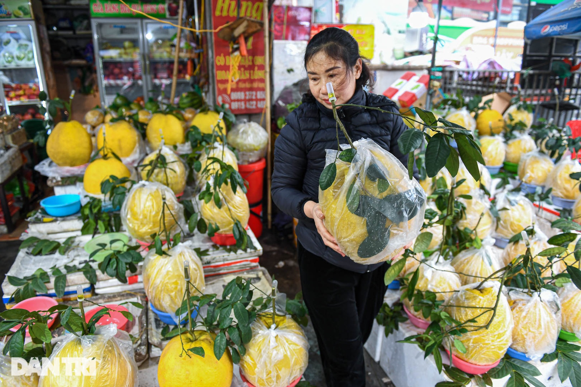 Bòng khổng lồ nặng 10kg, giá cả triệu đồng/quả hút khách chơi Tết - 5 Bòng khổng lồ nặng 10kg, giá cả triệu đồng/quả hút khách chơi Tết - 5
