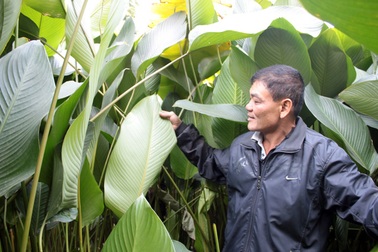 Buồn vui ở “thủ phủ lá dong” Hà Nội