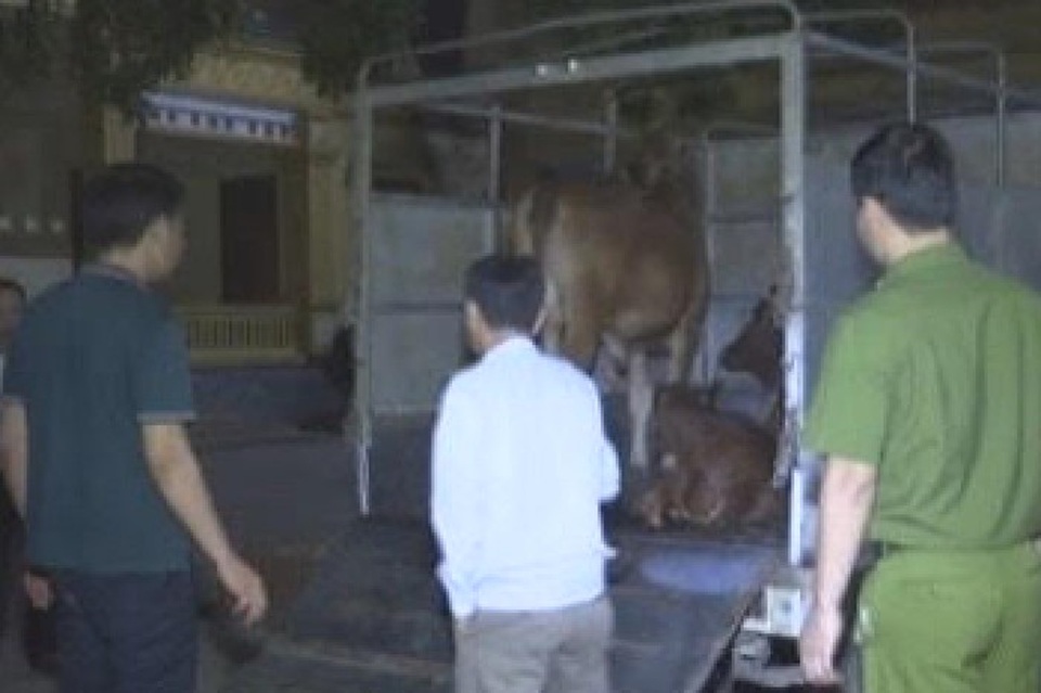 Phát hiện bò bệnh trong vùng dịch được tuồn ra ngoài tiêu thụ - 1 Phát hiện bò bệnh trong vùng dịch được tuồn ra ngoài tiêu thụ - 1