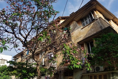 Đẹp nao lòng khu cư xá trầm mặc giữa lòng Sài Gòn tấp nập