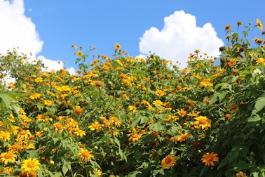 Thích thú ngắm hoa dã quỳ khoe sắc vàng rực nơi miền biên viễn