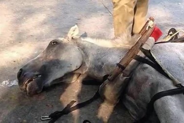 Ngựa chở khách du lịch ở vườn thú chết gục vì làm việc quá sức