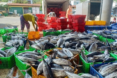 Khánh Hòa: Người làm nghề đánh bắt cá ngừ sọc dưa trúng lớn, lãi đậm