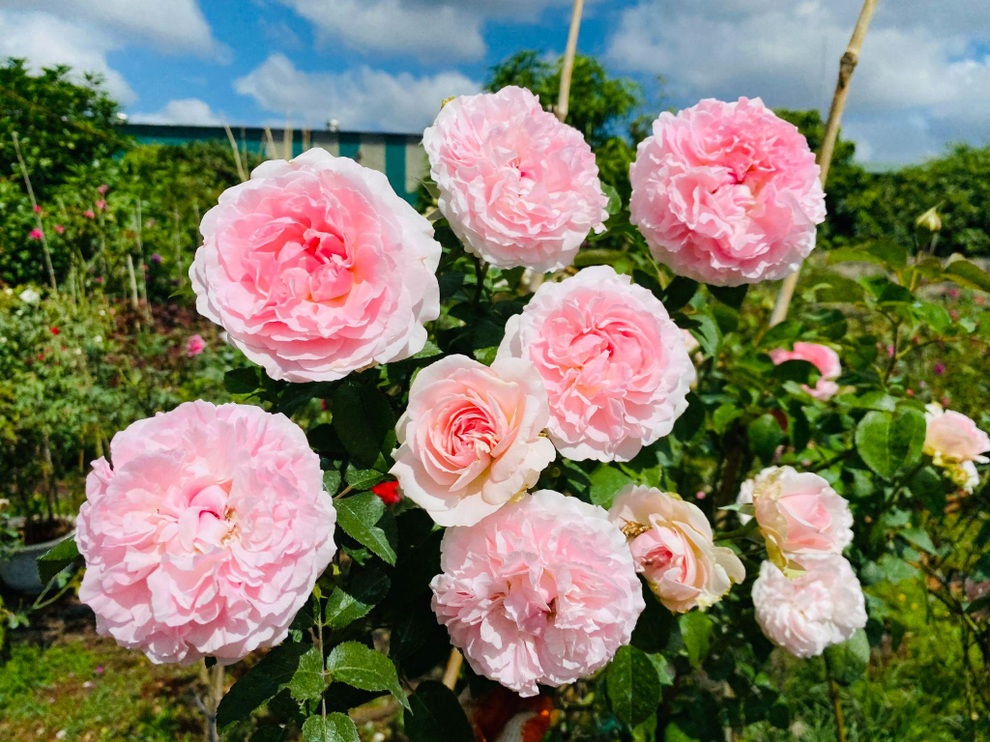 9X Đắk Lắk đánh liều bán ô tô, vay tiền thuê đất, làm vườn hồng 10.000 gốc - 5